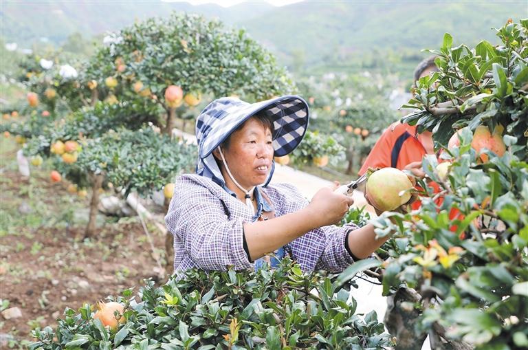 石榴红彤彤  村民喜洋洋