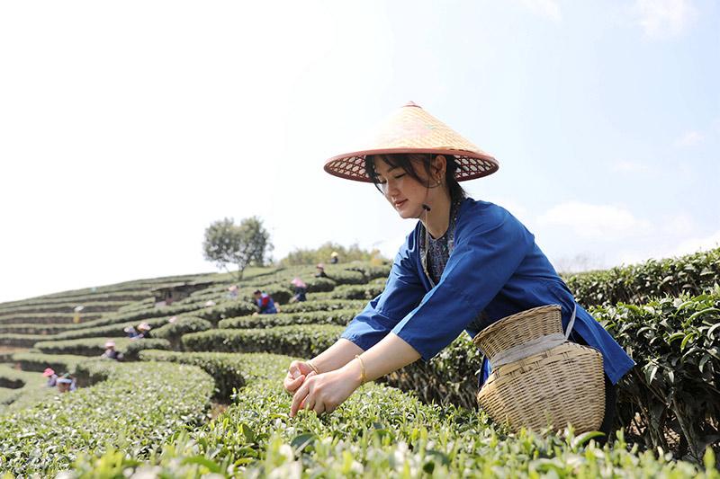 广西三江：春暖茶飘香 侗乡采茶忙