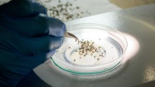 蚊子还要工厂造？巴西拟每年生产50亿只转基因蚊子对抗登革热