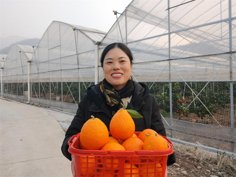 池州市东至县香隅镇：荒地飞来金凤凰