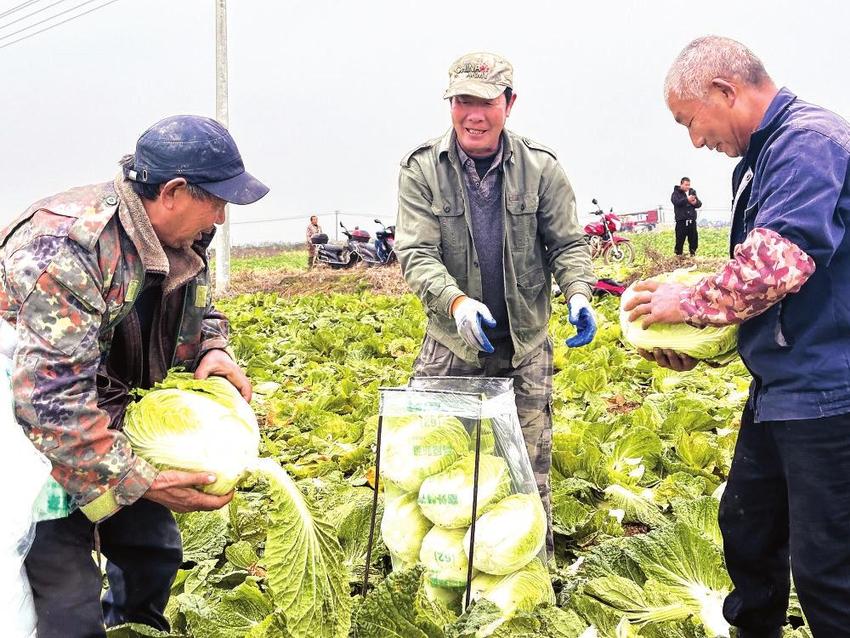 洞庭湖畔冬蔬鲜 菜农喜迎丰收季