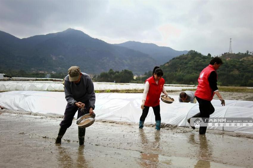 灵山群众春耕忙 7.62万亩土地完成种播