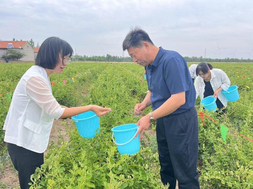 阳信县流坡坞镇开展关爱干部身心健康金银花采摘团建活动