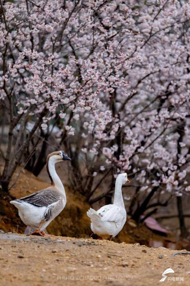 日照：樱桃花开满村庄