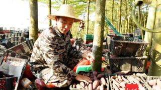 文昌昌洒镇甘薯喜获丰收 “西瓜红”品种亩产超5000斤