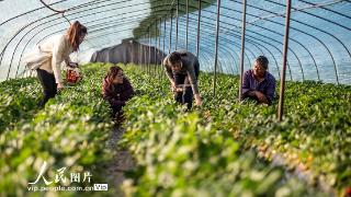 河北邯郸：草莓丰收