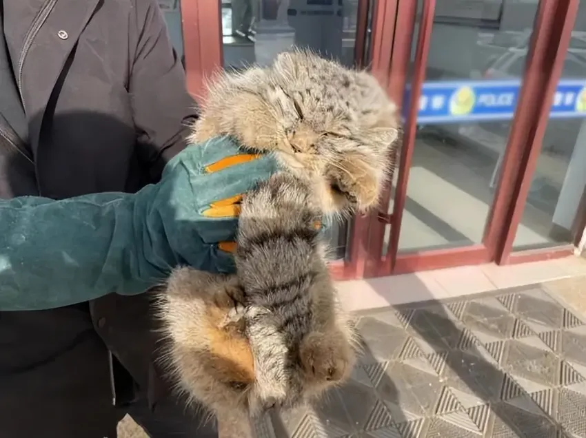 内蒙古发现落难“猛猫”，脸型酷似鳌拜，跑到农户家疑求一口吃食