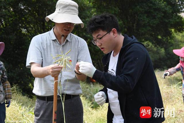 江苏大学别样“耕读课堂”：试验田里师生收割彩色油菜忙，看看吧