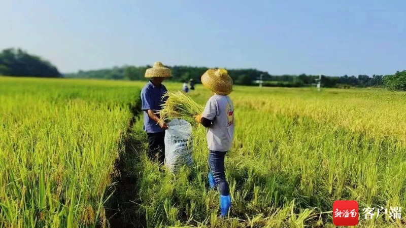 文昌：撂荒地变宝地“公坡香米”喜获丰收