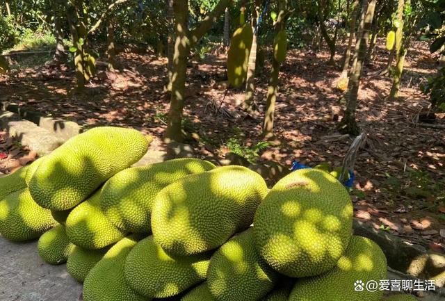 春天这水果该多吃，除了肉，核和丝也都是宝，但很多人都不吃