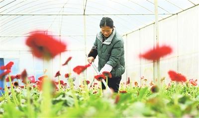 都匀：花开正艳迎新春