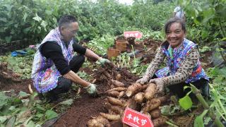 拼多多发布Q3财报，“百亿减免”效用显现,继续加大投入“新质供给”