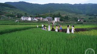 稻田景观引客来 乡村旅游受青睐