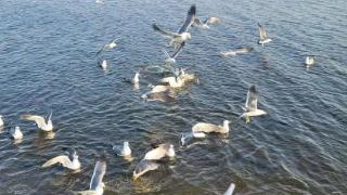 海鸥尽情欢歌在威海樱花湖上