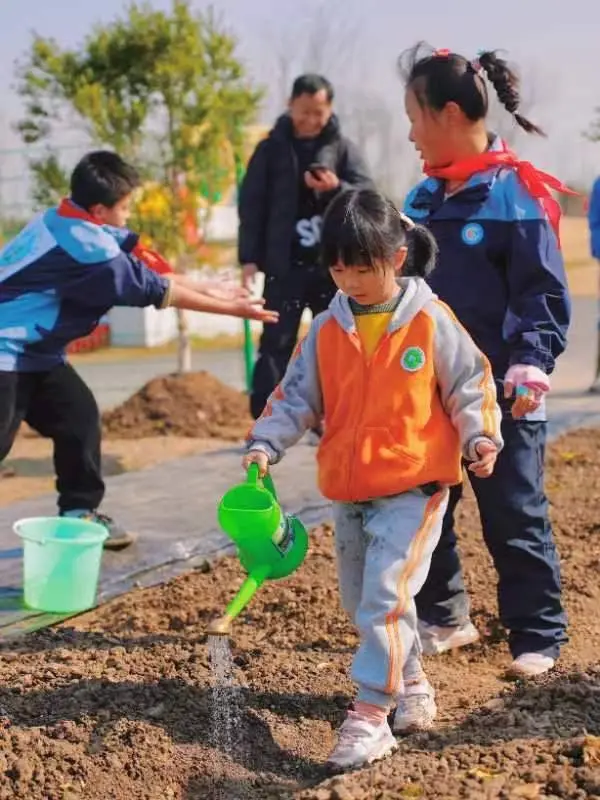 菜园里的小幸福 罗泾镇的共享菜园让志愿服务深入人心