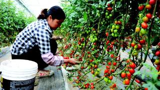 天水镇：优势产业集群 赋能乡村振兴