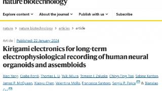 华夏源类器官：《Nat Bio》“窃听风云”在大脑类器官中长期稳态上演