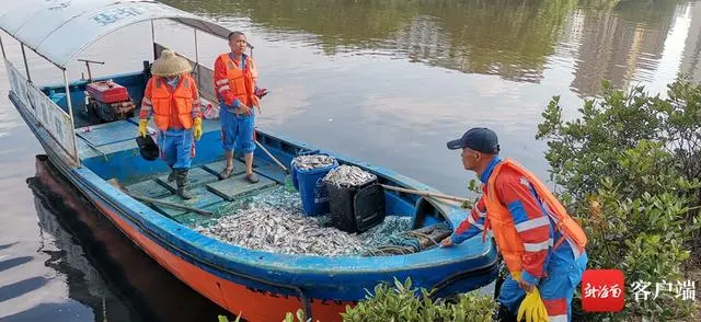 已捞出约8吨！海口红城湖现大量死鱼，原因披露