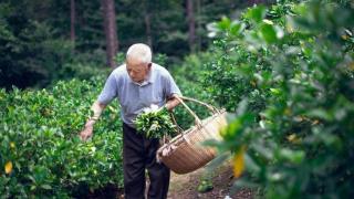 南京响堂村的栀子花开啦！