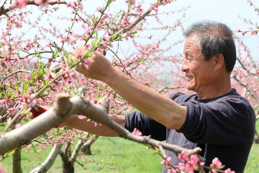 安徽颍上：朵朵桃花开出致富好“钱”景