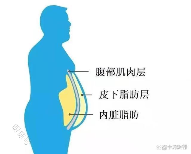 减脂，如何减掉腹部顽固脂肪？学习下