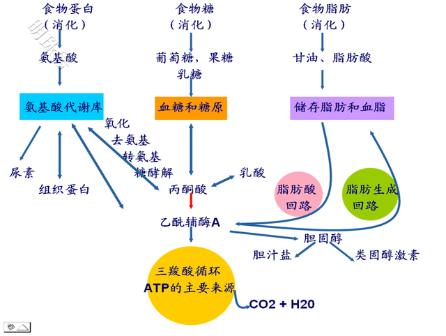 脂肪肝是如何形成的？有哪些危害？该如何消除？一文了解下