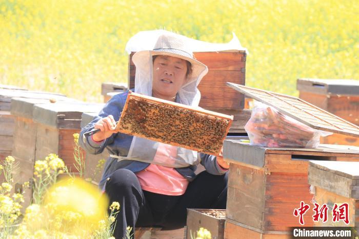 河北安平“赏花经济”带动近千人就业