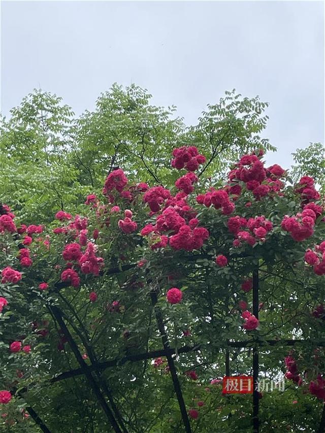 红了花蕊绿了枝桠，这座桥下隐藏一片彩色浪漫