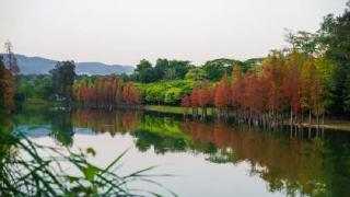 华南国家植物园黄叶、红叶进入最佳观赏期