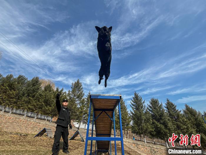 边检“汪汪队”实战训练展绝活