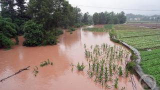 河水倒灌600多亩蔬菜被淹 党员干部积极开展灾后救援