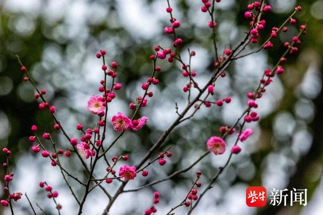 立春，南京玄武湖梅花开了！