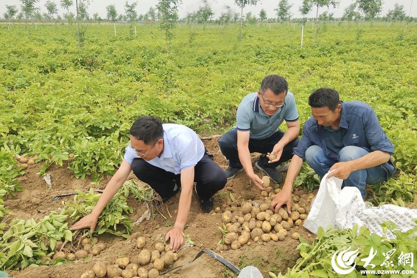 全省盐碱地马铃薯轻简高效栽培技术现场观摩培训班在我市举办