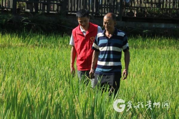 赤水市长期镇：水稻流金 喜获丰收