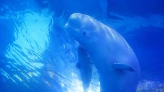 白鲸宝宝“爱丽丝”广州正佳极地海洋世界诞生