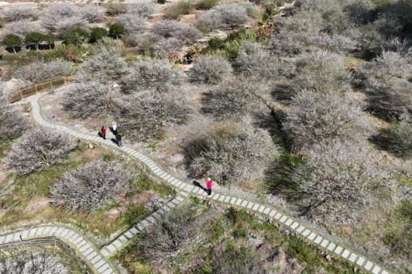 福建永泰：山岭间青梅花盛开