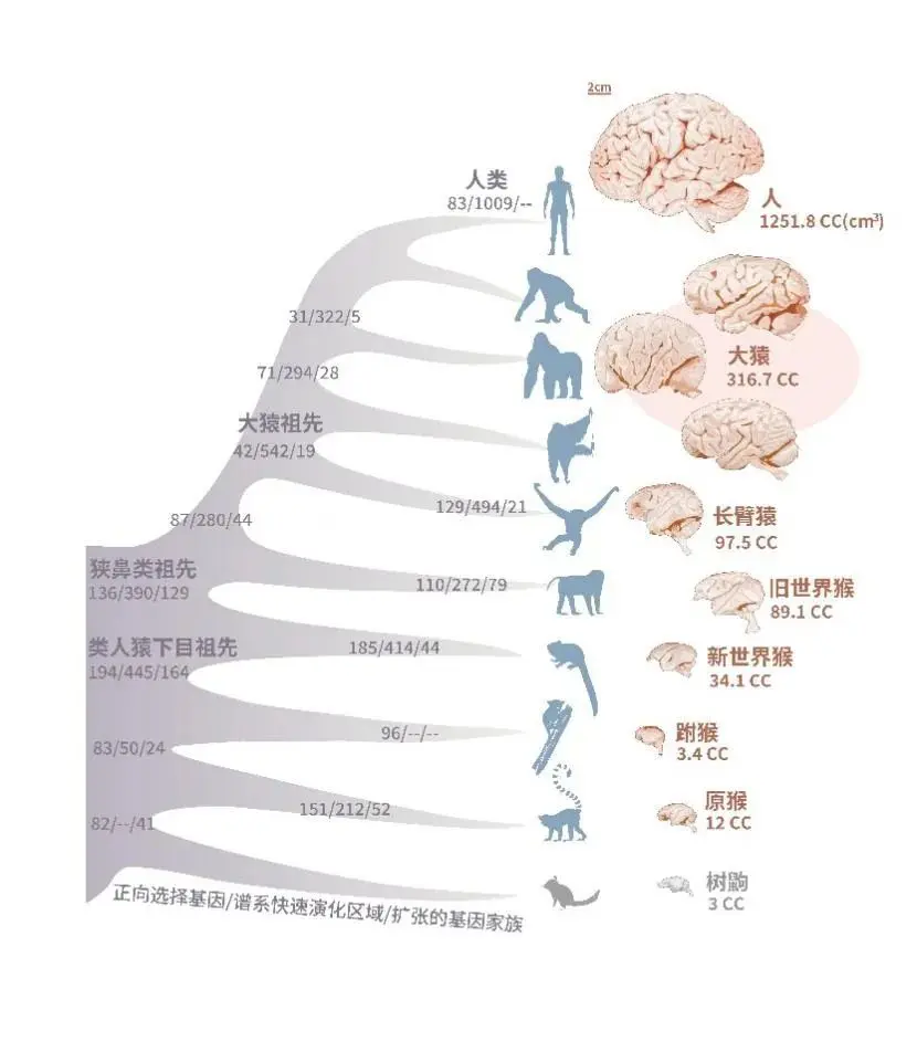 为什么人类的尾巴进化掉了，留下来不行吗？中国科学家有了新发现