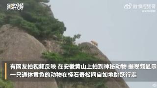 网友在黄山拍到神秘动物疑是“云豹”，景区称“它不会出现在人流密集的地方”，专家：是橘猫，投喂多体型大