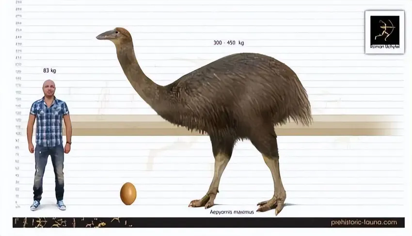 牛顿巨鸟，体大如牛！科学家刚发现它并非鸸鹋祖先，而是一种巨鹅