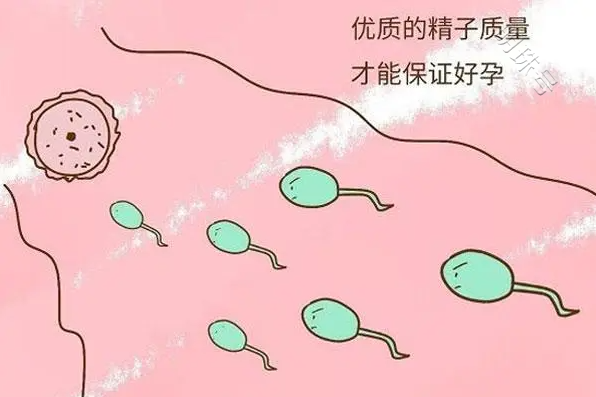 备孕夫妻必看！男性精子不好该怎么调理？