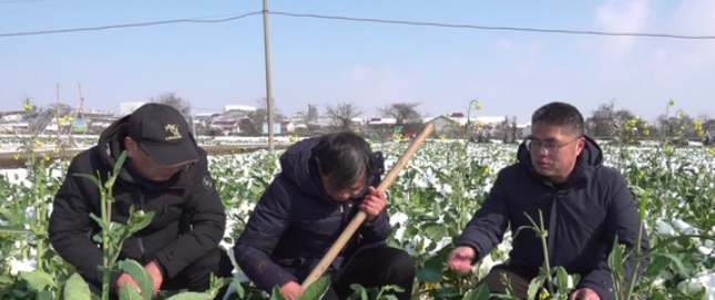 衡阳县：雪后油菜田间积水严重农技人员及时清沟排渍