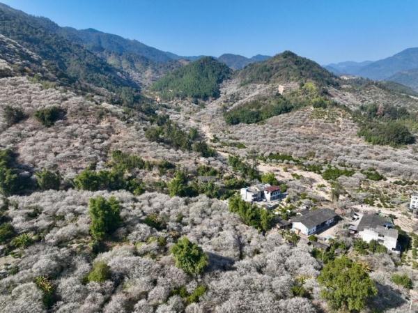 福建永泰：山岭间青梅花盛开