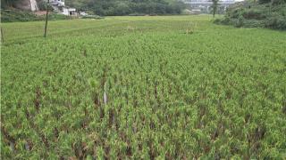 【在四川的田野上】抢抓晚秋生产 乐山26万亩再生稻丰收在望