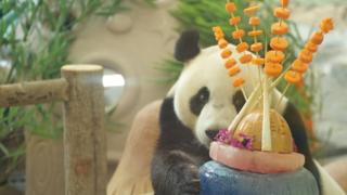凤凰中华大熊猫迎来第四个生日游客络绎不绝