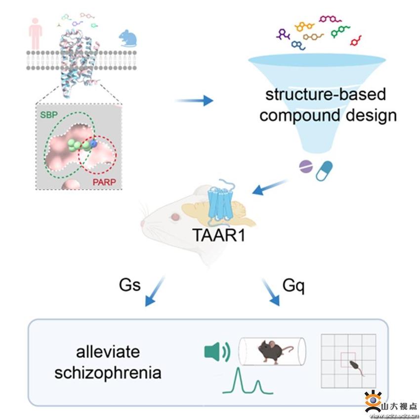 Cell发文！孙金鹏教授团队联合开发治疗精神分裂症靶向新药物