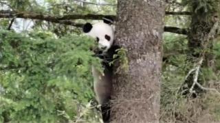 唐家河大熊猫国家公园唐家河片区野生大熊猫打卡次数增加