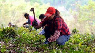 广元朝天：林下种植中药材 为群众开出致富良方