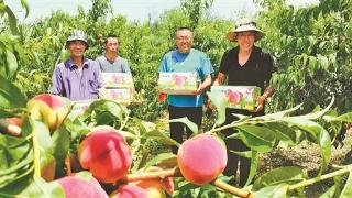 太谷区井神村首批早熟鲜桃陆续上市