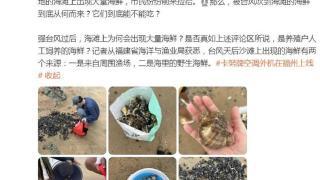 台风天后沙滩上出现大量海鲜，市民纷纷前来捡拾