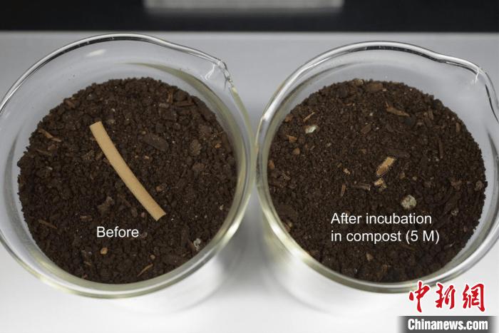 国际最新研究：“细菌吃塑料”或助力缓解全球塑料污染